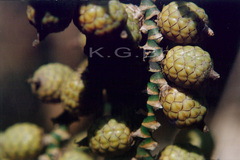 Calamus thwaitesii var. canaranus